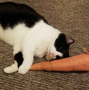 Meet your Posher, Paige